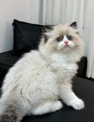 赤峰收布偶貓的電話地址是多少-第1張圖片