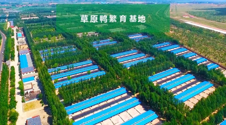 赤峰賣活鴨子電話號(hào)多少號(hào)-第1張圖片