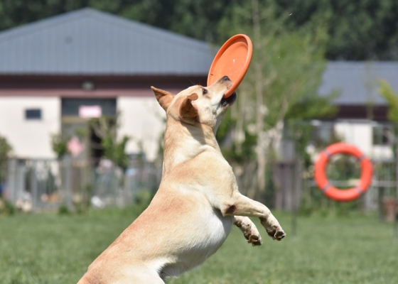 赤峰狗舍-第1張圖片