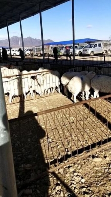 赤峰活羊養(yǎng)殖場電話號碼-第1張圖片