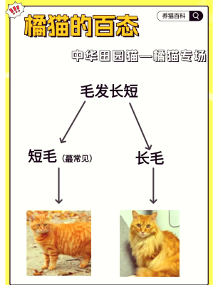 赤峰橘貓領(lǐng)養(yǎng)電話是多少號-第1張圖片