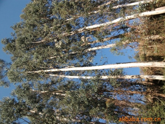 赤峰冬青幼苗商家電話號碼-第1張圖片