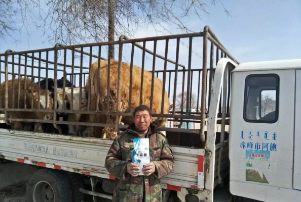 赤峰牛羊養(yǎng)殖廠家電話號(hào)碼-第1張圖片