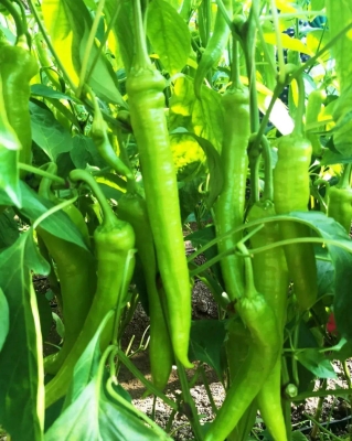 赤峰種子經(jīng)銷商地址電話號(hào)碼-第1張圖片