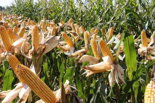 赤峰利禾農(nóng)業(yè)電話號碼查詢-第1張圖片