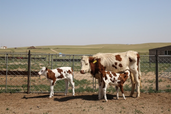 赤峰賣放羊犬的地方電話號(hào)碼-第1張圖片