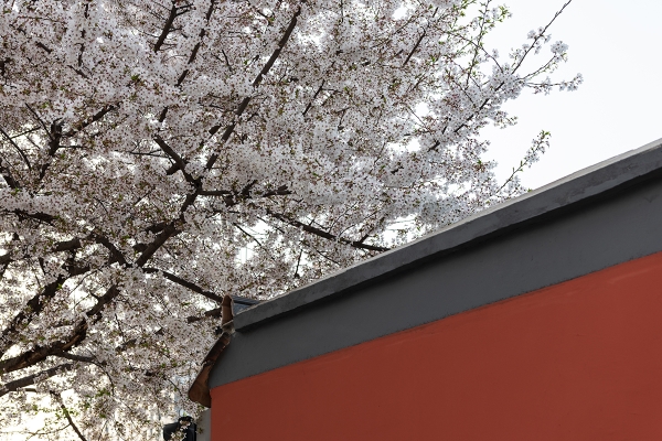 赤峰櫻花街道電話號碼查詢-第1張圖片