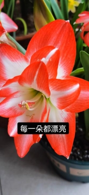 赤峰賣(mài)朱頂紅花的地方電話號(hào)碼-第1張圖片