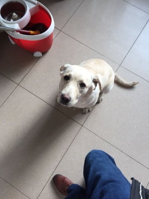 赤峰狗買賣市場地址電話號碼-第1張圖片