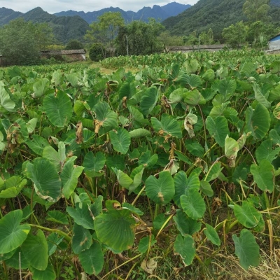 赤峰賣(mài)荔浦芋頭電話是多少號(hào)-第1張圖片
