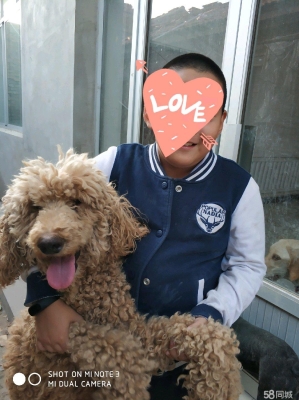 赤峰無償收養(yǎng)狗狗電話號碼查詢-第1張圖片