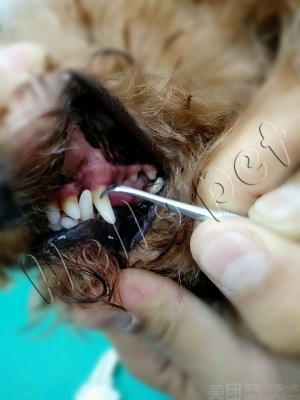 赤峰寵物樂園團(tuán)購電話地址查詢-第1張圖片