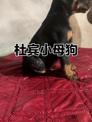 赤峰杜賓幼犬出售信息電話號(hào)碼-第1張圖片