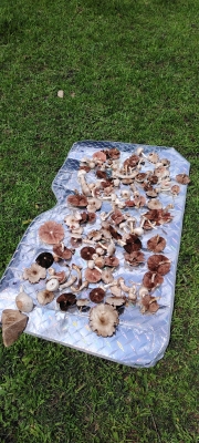 赤峰撿野鴨蛋電話號(hào)碼查詢-第1張圖片