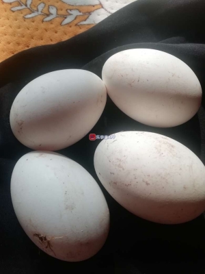 赤峰市出售鵝蛋店電話號(hào)碼-第1張圖片