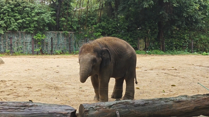赤峰小象助手電話號(hào)碼查詢-第1張圖片