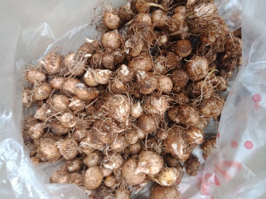 赤峰市紅尖椒收購電話號碼-第1張圖片