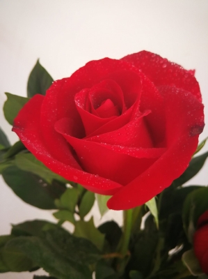 赤峰藝景鮮花店電話號(hào)碼-第1張圖片