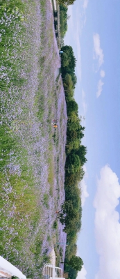 赤峰心景花海公園電話(huà)號(hào)碼-第1張圖片