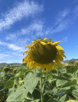 濟南回赤峰大客隨車電話是多少-第1張圖片