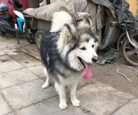 赤峰寵物救助領養(yǎng)電話號碼是多少-第1張圖片