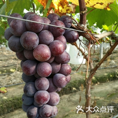 赤峰采摘園葡萄電話號(hào)碼查詢-第1張圖片