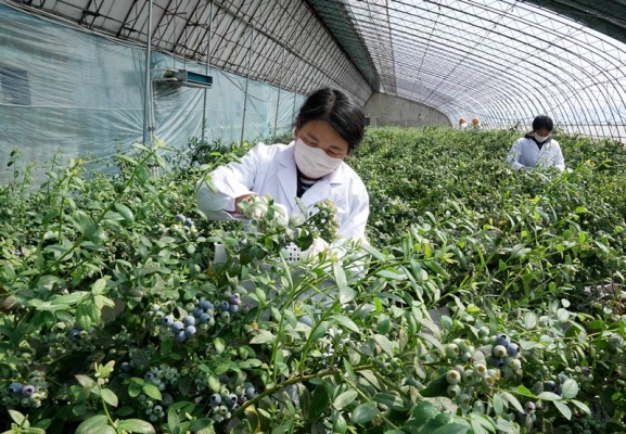 赤峰采摘園藍莓電話多少號-第1張圖片