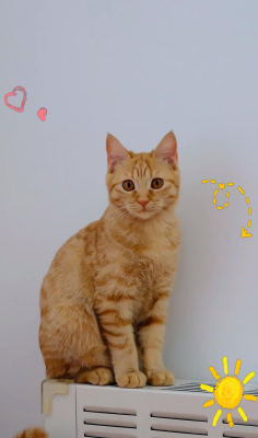 赤峰市貓咪寄養(yǎng)電話地址查詢-第1張圖片