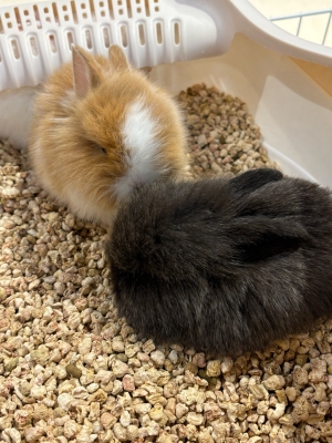 赤峰萬(wàn)達(dá)動(dòng)物城電話(huà)號(hào)碼-第1張圖片