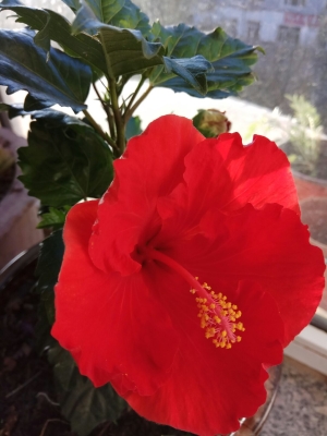 赤峰錦山草莓基地電話號碼-第1張圖片