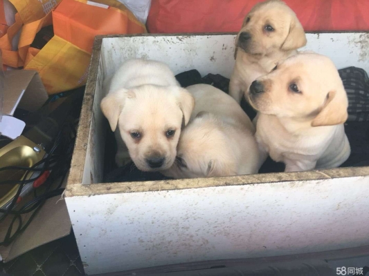 赤峰同城賣(mài)狗狗電話號(hào)碼多少-第1張圖片