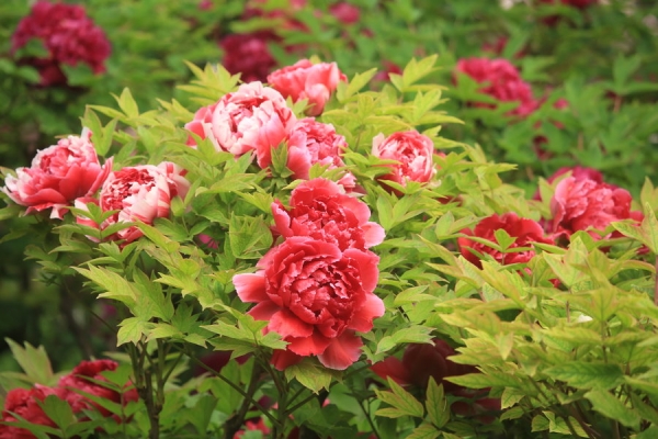 赤峰到景山物流電話號碼-第1張圖片