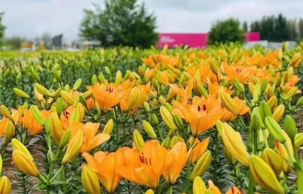 赤峰百合園投訴電話是多少-第1張圖片