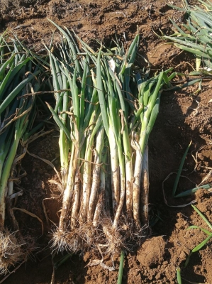 赤峰附近種蔥廠家電話號碼-第1張圖片