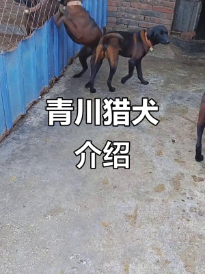 赤峰出售土狗電話地址是多少號-第1張圖片