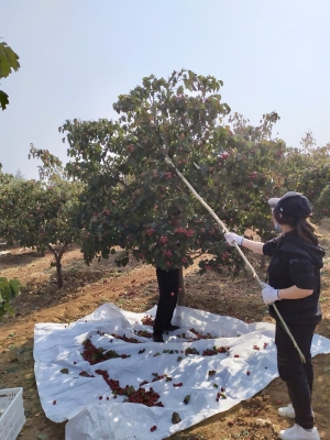 赤峰山楂采摘基地電話地址查詢-第1張圖片