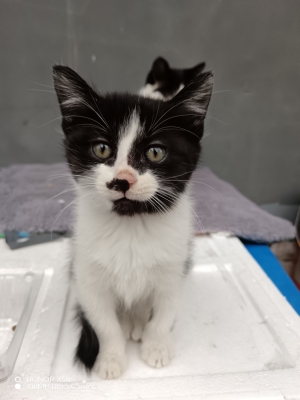 赤峰市奶牛貓出售電話號(hào)碼-第1張圖片