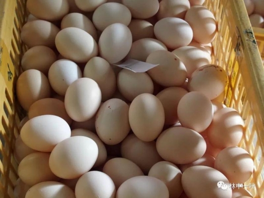 赤峰鮮羊奶訂購(gòu)電話地址查詢-第1張圖片