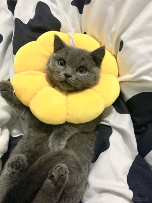 赤峰平莊藍(lán)貓出售電話號(hào)碼-第1張圖片