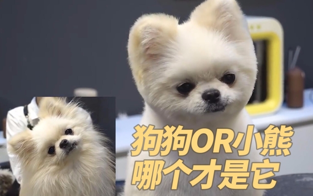 赤峰博美美容造型招聘電話號(hào)碼-第1張圖片