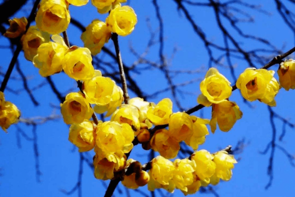 赤峰同城臘梅電話號碼多少號-第1張圖片