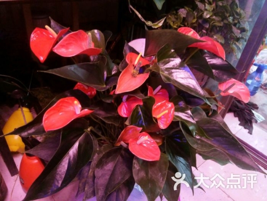 赤峰南園花藝店地址電話號碼-第1張圖片