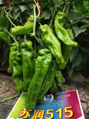 赤峰辣椒種子公司電話號(hào)碼-第1張圖片