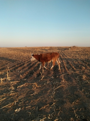 赤峰通遼骨粉廠電話號碼查詢-第1張圖片
