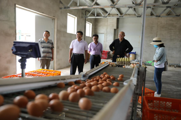 赤峰雞蛋批發(fā)商家電話號(hào)碼-第1張圖片