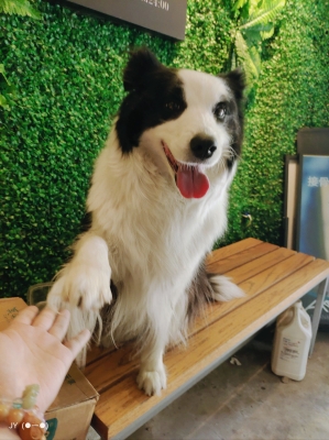 赤峰賣(mài)狗地方情侶店電話號(hào)碼-第1張圖片