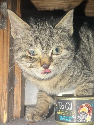 赤峰貓咪售賣店電話多少號(hào)-第1張圖片