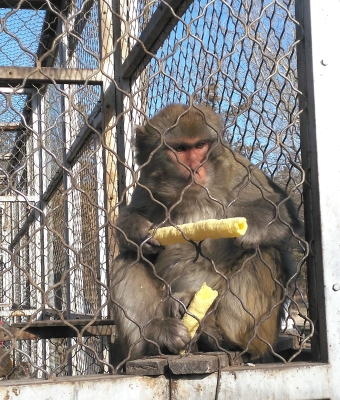 赤峰動(dòng)物救助電話(huà)多少啊-第1張圖片