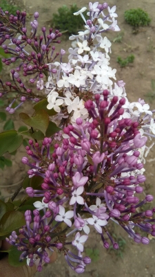 赤峰市里收購丁香的電話是多少-第1張圖片