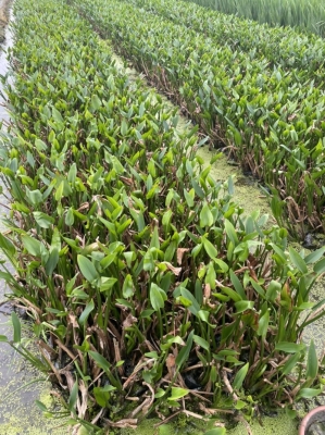 赤峰批發(fā)梭魚草的地方電話是多少-第1張圖片